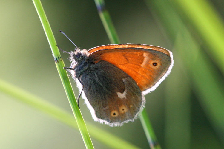 Coenonympha tullia: Bild 2