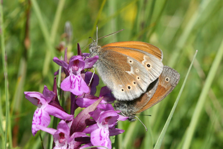 Coenonympha tullia: Bild 10