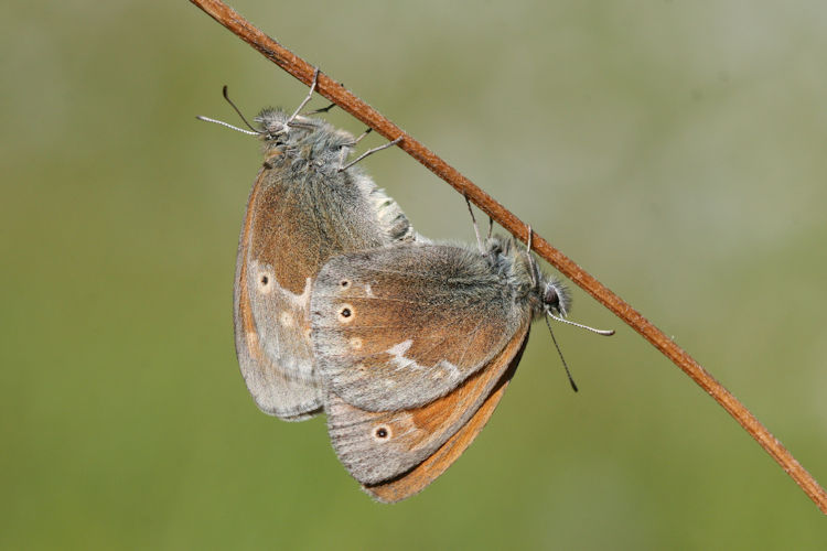 Coenonympha tullia: Bild 9