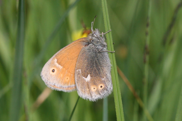 Coenonympha tullia: Bild 6