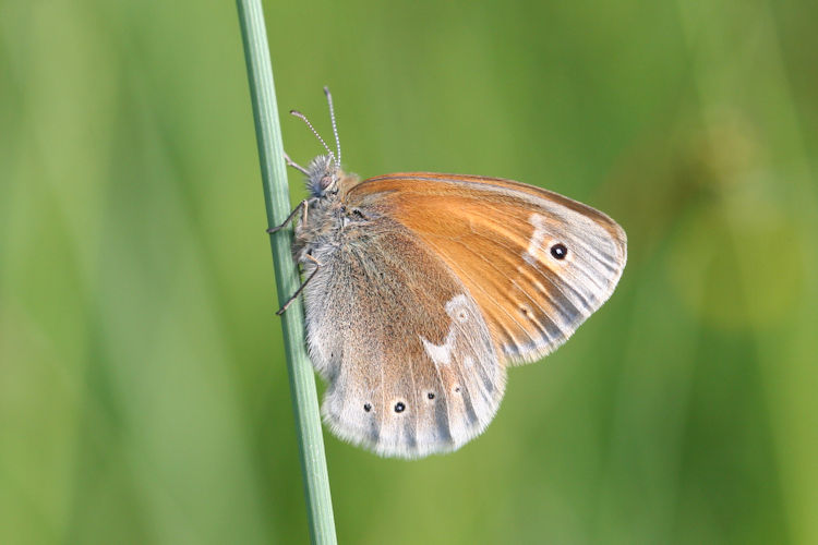 Coenonympha tullia: Bild 4