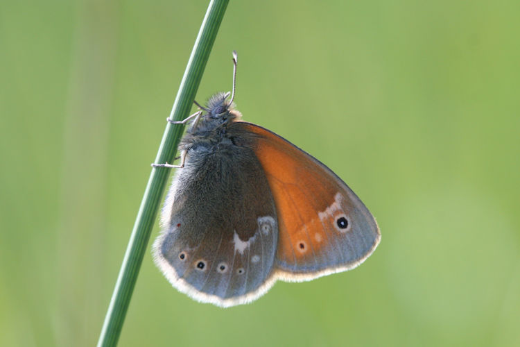 Coenonympha tullia: Bild 1