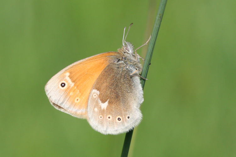 Coenonympha tullia: Bild 5