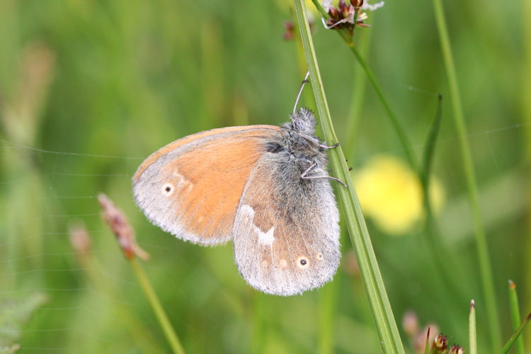 Coenonympha tullia: Bild 7