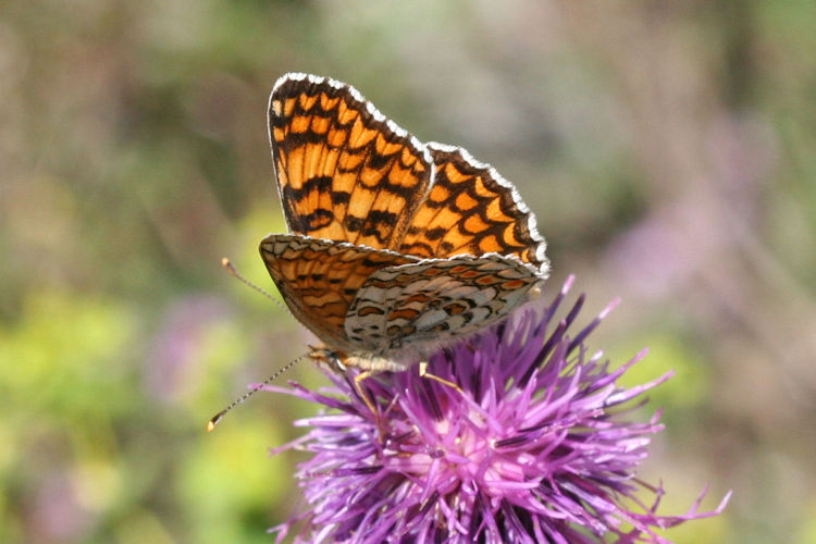 Melitaea phoebe: Bild 21