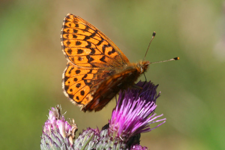 Boloria aquilonaris: Bild 1