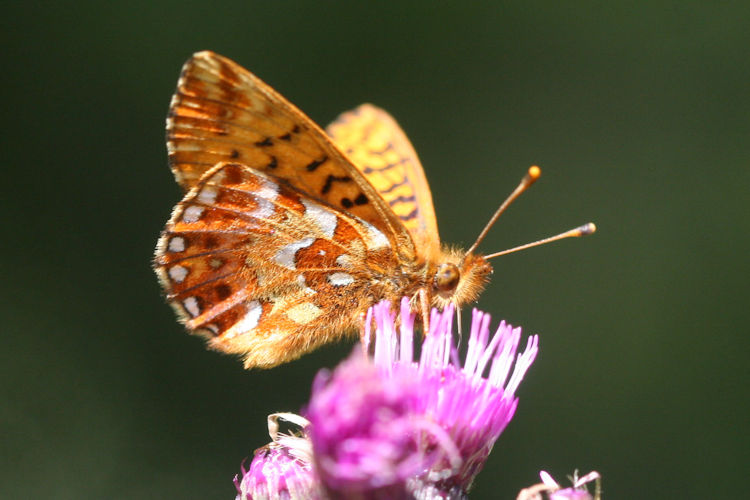 Boloria aquilonaris: Bild 12