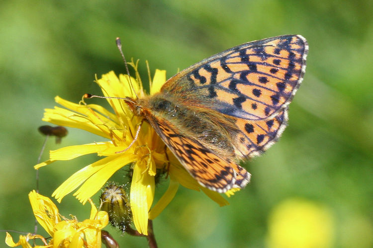 Boloria aquilonaris: Bild 6