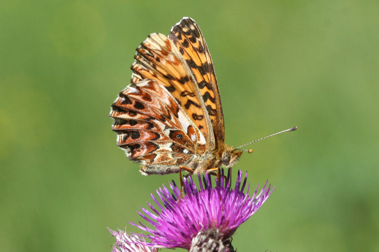 Boloria titania: Bild 15