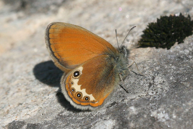 Coenonympha darwiniana: Bild 1