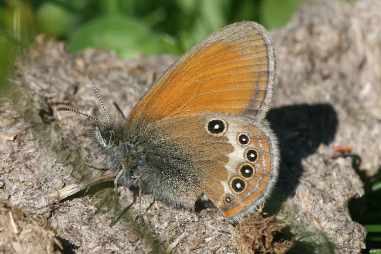 Coenonympha darwiniana: Bild 2