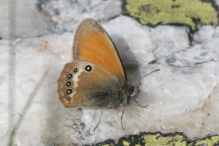 Coenonympha darwiniana: Bild 5