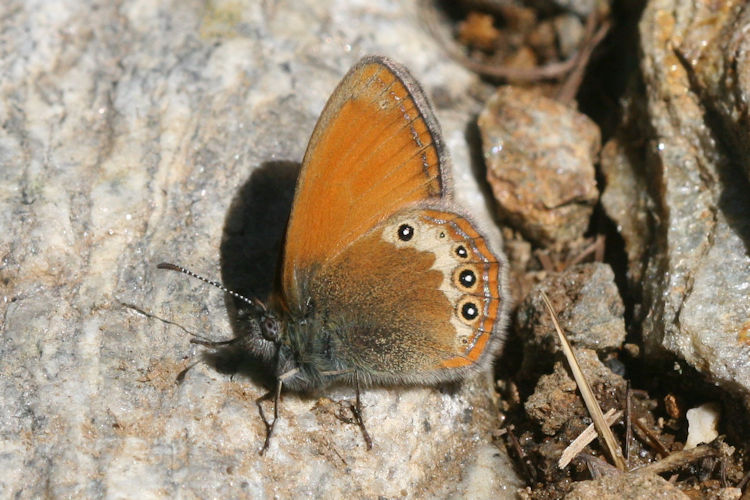 Coenonympha darwiniana: Bild 6