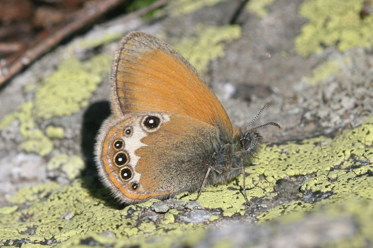 Coenonympha darwiniana: Bild 7