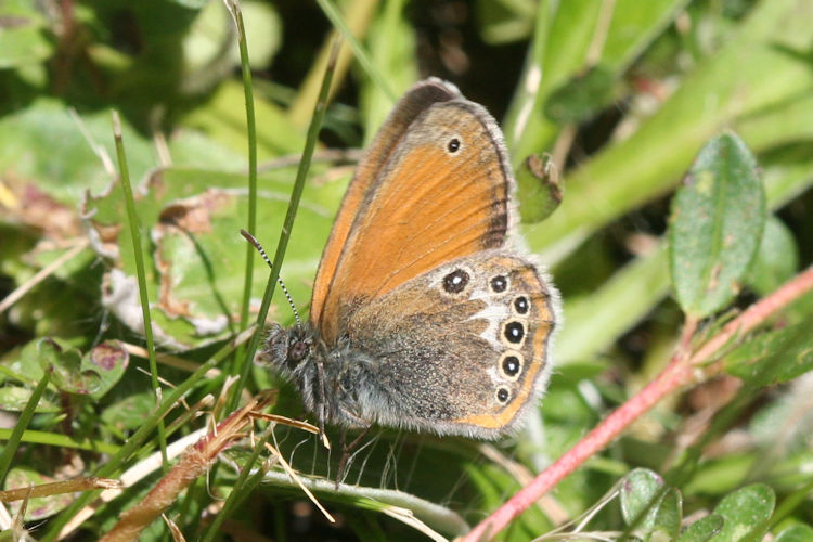 Coenonympha darwiniana: Bild 9