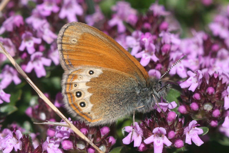 Coenonympha darwiniana: Bild 8