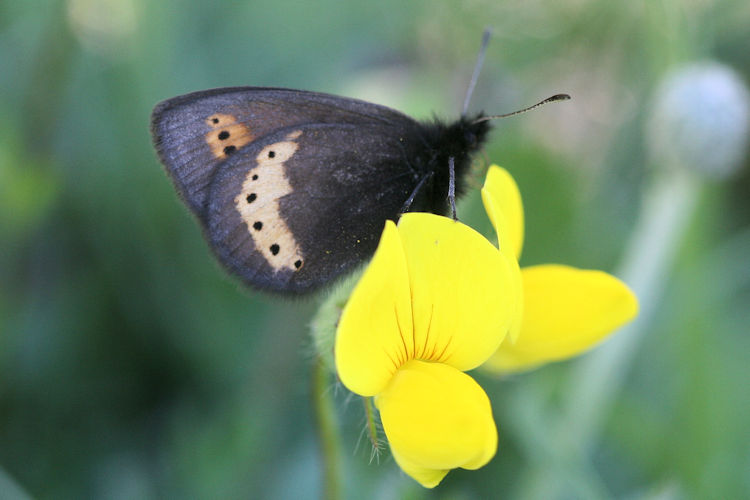 Erebia flavofasciata: Bild 12