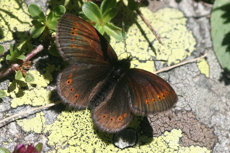 Erebia flavofasciata: Bild 1