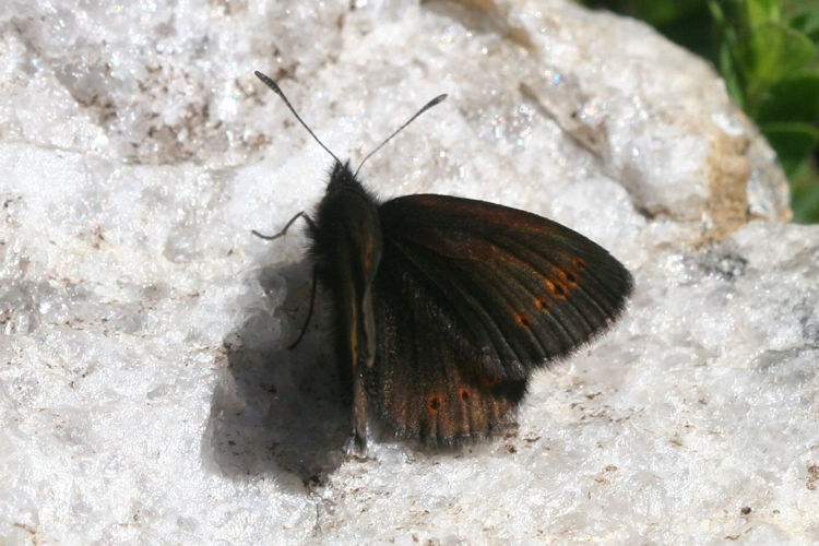 Erebia flavofasciata: Bild 2