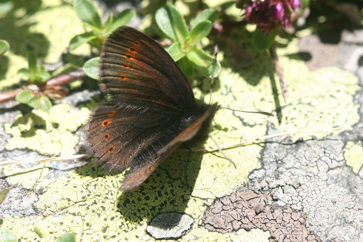 Erebia flavofasciata: Bild 3