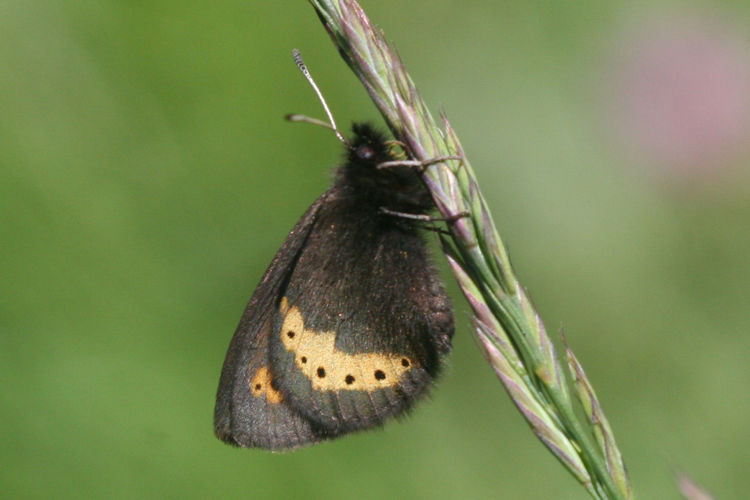 Erebia flavofasciata: Bild 13