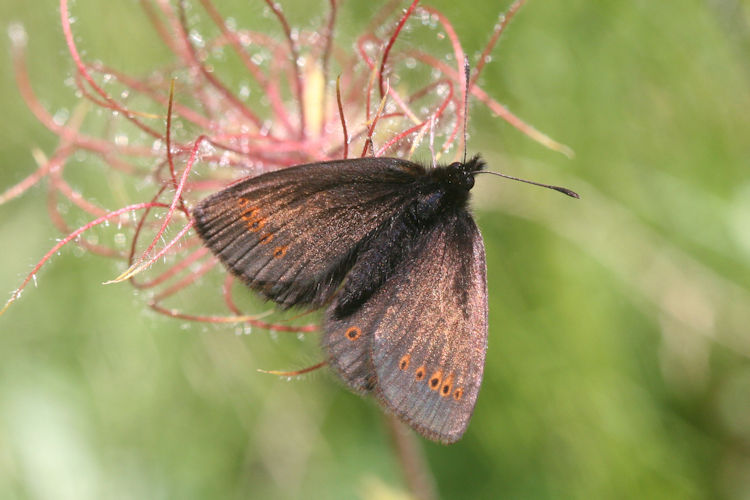 Erebia flavofasciata: Bild 6