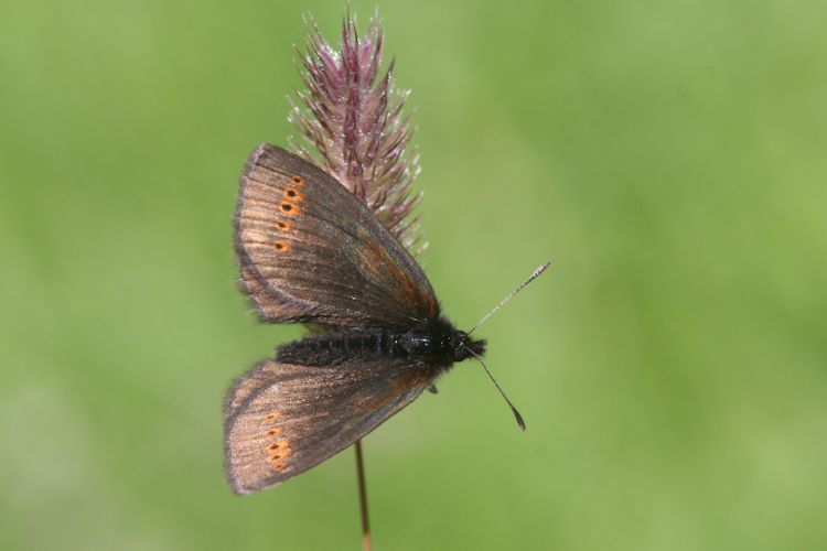 Erebia flavofasciata: Bild 7