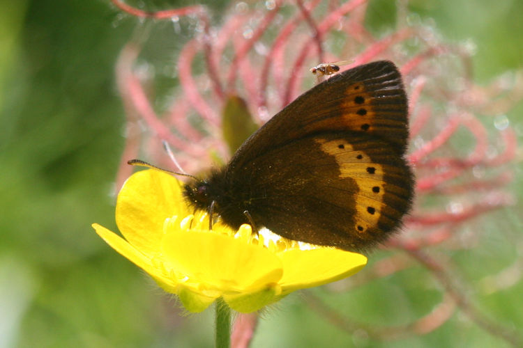 Erebia flavofasciata: Bild 16