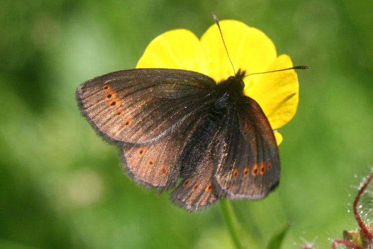 Erebia flavofasciata: Bild 9