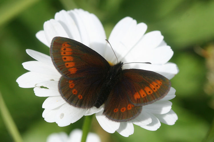 Erebia sudetica inalpina: Bild 1