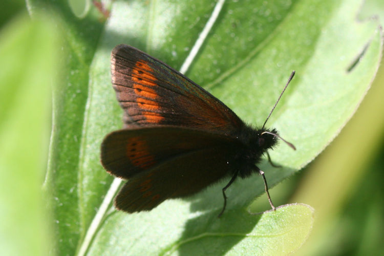 Erebia sudetica inalpina: Bild 10