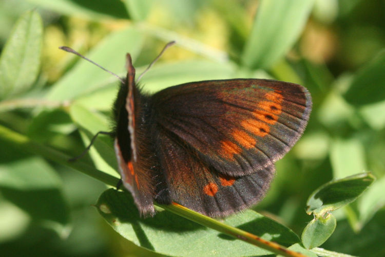 Erebia sudetica inalpina: Bild 2