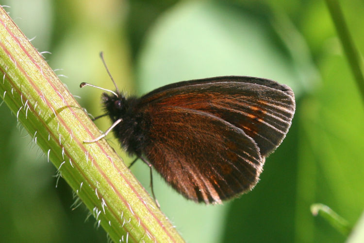 Erebia sudetica inalpina: Bild 11