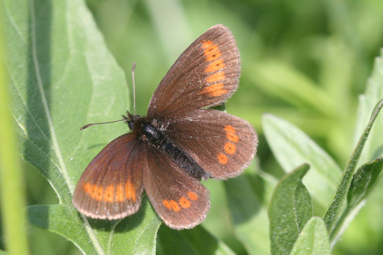 Erebia sudetica inalpina: Bild 3