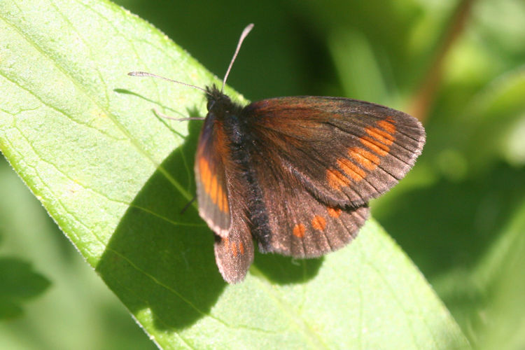 Erebia sudetica inalpina: Bild 4