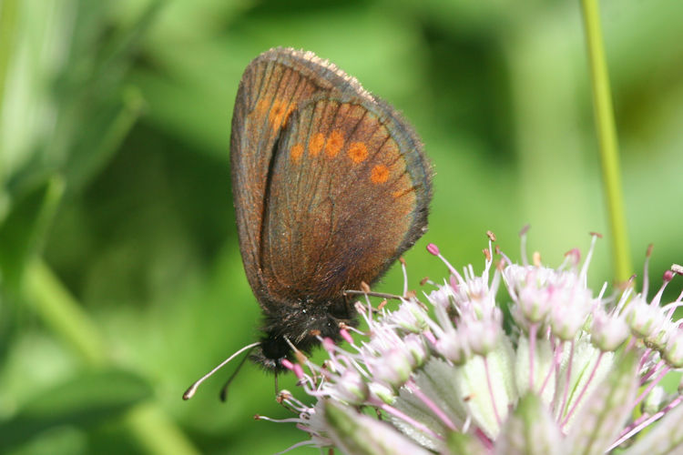 Erebia sudetica inalpina: Bild 12