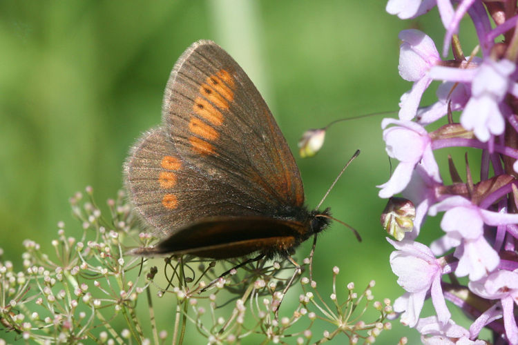 Erebia sudetica inalpina: Bild 5