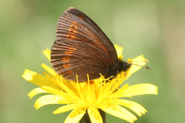 Erebia sudetica inalpina: Bild 9