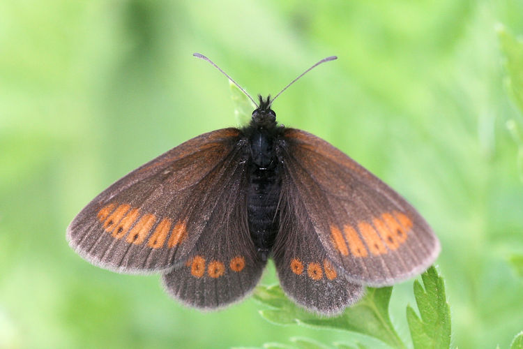 Erebia sudetica inalpina: Bild 6