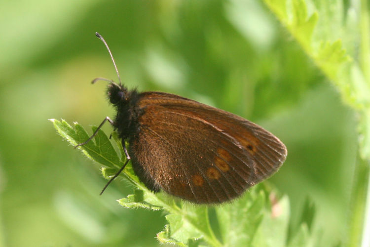 Erebia sudetica inalpina: Bild 13