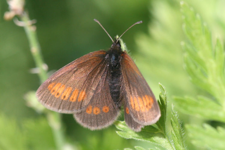 Erebia sudetica inalpina: Bild 7