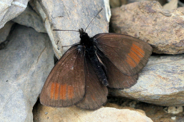 Erebia pluto anteborus: Bild 1