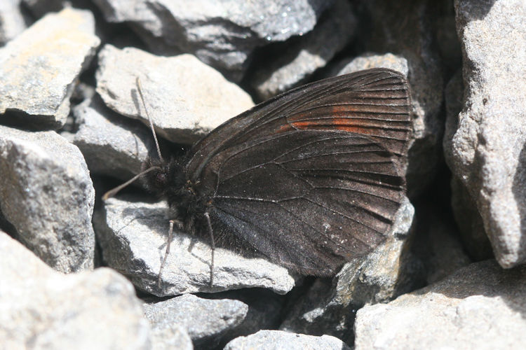 Erebia pluto anteborus: Bild 6