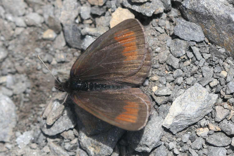 Erebia pluto anteborus: Bild 2