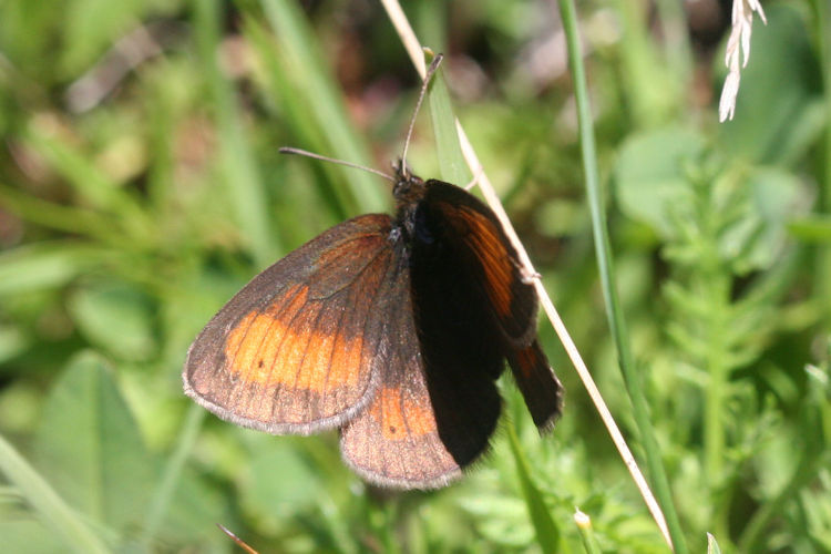 Erebia mnestra: Bild 2