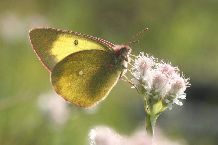 Colias palaeno europomene: Bild 6