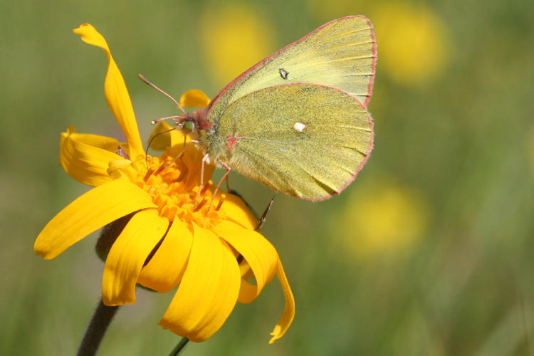 Colias palaeno europomene: Bild 7