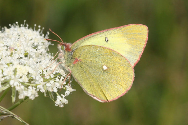 Colias palaeno europomene: Bild 8