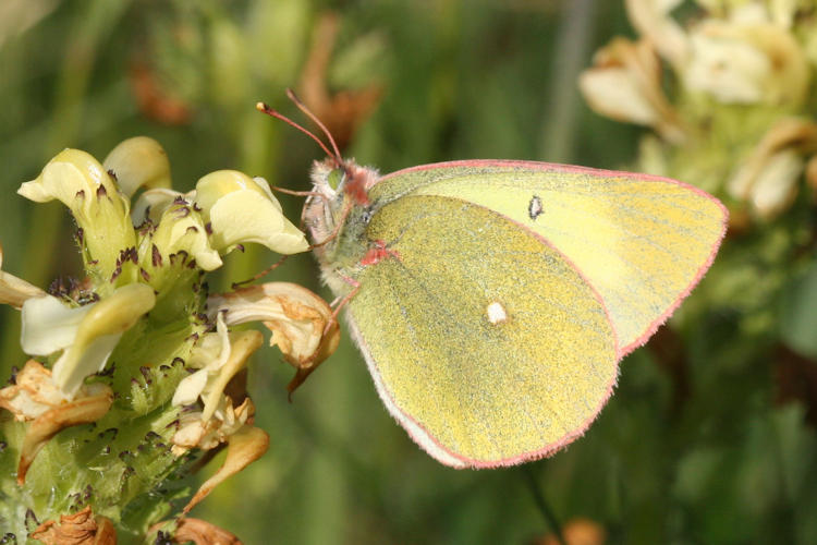 Colias palaeno europomene: Bild 9