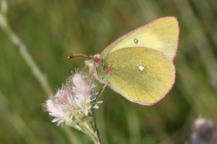 Colias palaeno europomene: Bild 10